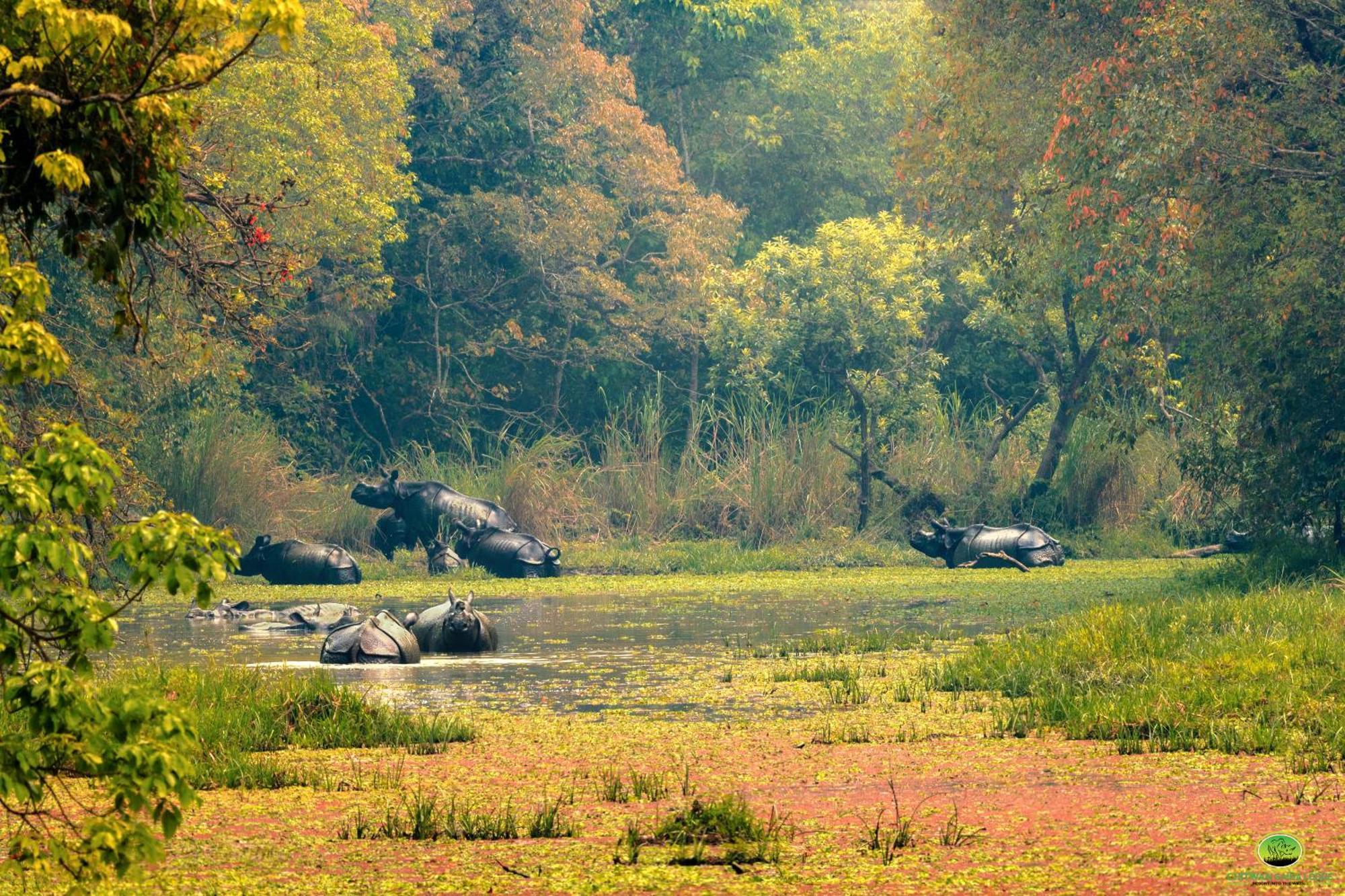 Chitwan Gaida Lodge - Animal Lovers & Birdwatchers Paradise Sauraha Ngoại thất bức ảnh