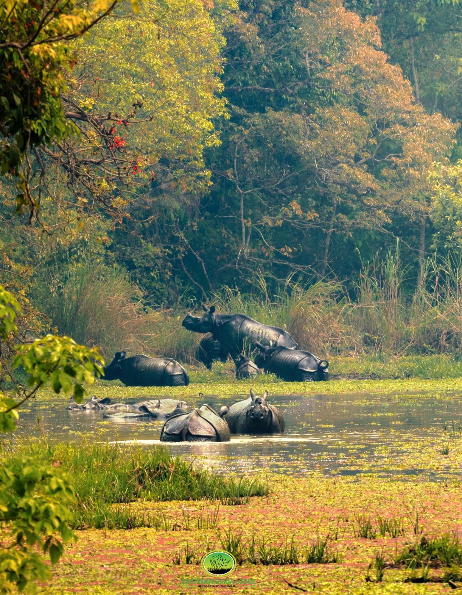 Chitwan Gaida Lodge - Animal Lovers & Birdwatchers Paradise Sauraha Ngoại thất bức ảnh